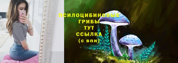 прущие грибы Аркадак